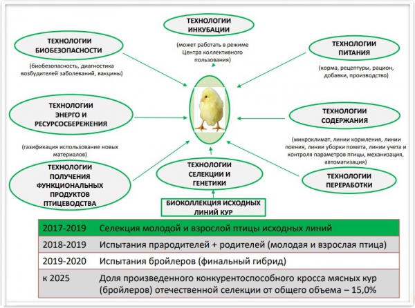 Подпрограмма по созданию конкурентоспособного отечественного мясного кросса кур бройлерного типа